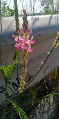 Onobrychis viciifolia