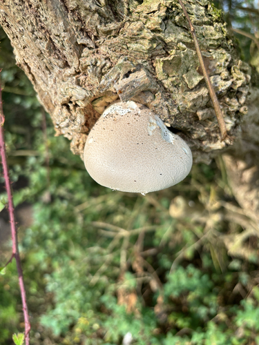 Veiled Oyster