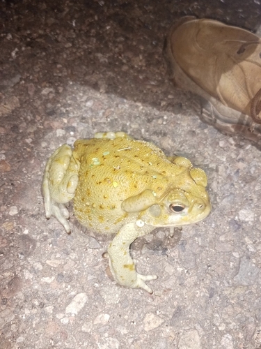 Sapo del desierto de Sonora