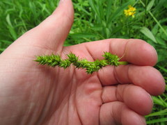 Carex conjuncta