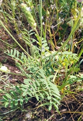 Onobrychis viciifolia