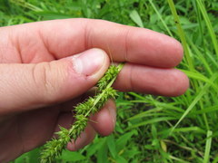 Carex conjuncta
