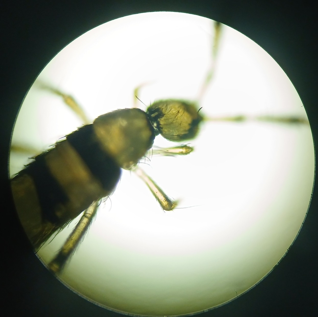 Entomobrya vigintiseta