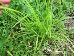 Carex conjuncta
