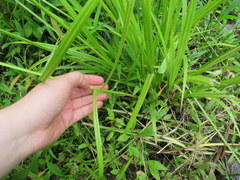 Carex conjuncta
