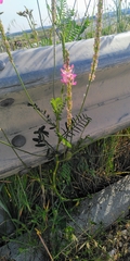 Onobrychis viciifolia