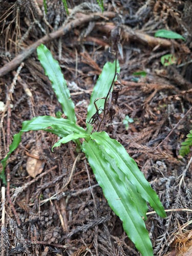 Calanthe arcuata observed 2026-10-03