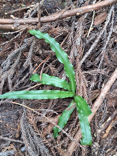 Calanthe arcuata observed 2026-10-03