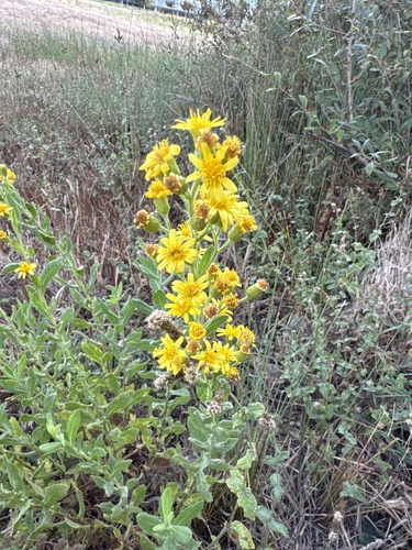 false yellowhead