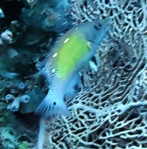 Bodianus diana observed 2026-10-05