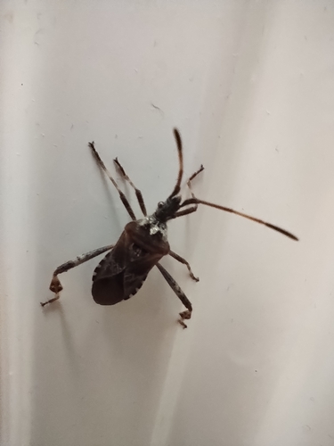 Western Conifer Seed Bug