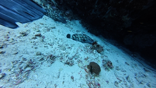 Epinephelus coeruleopunctatus observed 2026-10-05