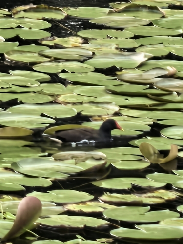 Eurasian Moorhen