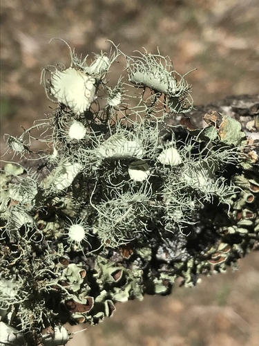Old Grindstone Mesa Spur Trail