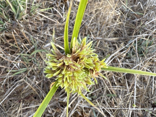 tall flatsedge