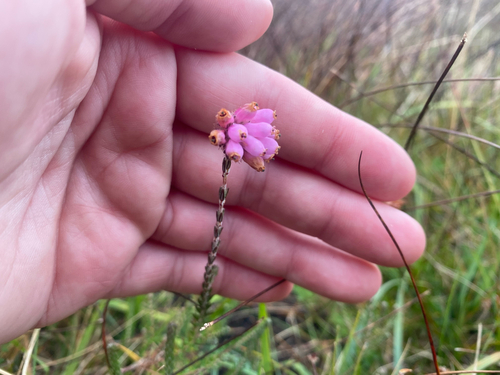 Cross-leaved Heath