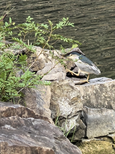 Black-crowned Night Heron