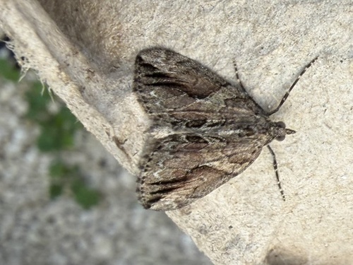 Cypress Carpet
