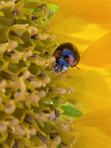 Six-spotted Zigzag Ladybird