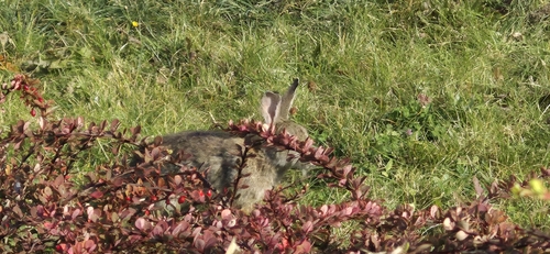 European Rabbit