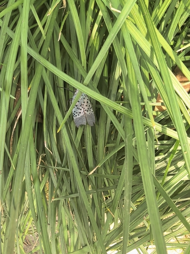 Spotted Lanternfly