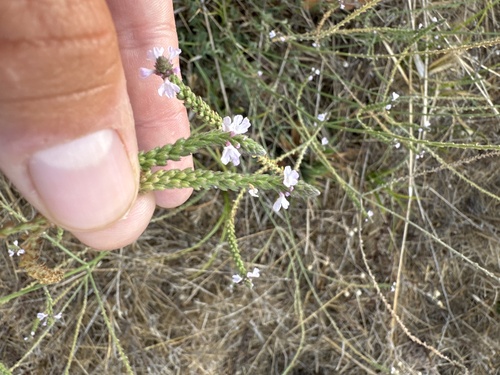 Common vervain