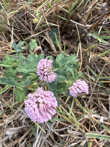 Red Clover