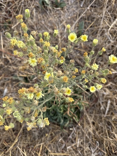 Common Andryala