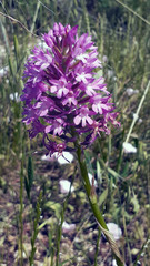 Anacamptis pyramidalis pyramidalis