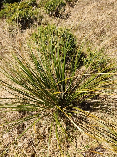 Chionochloa conspicua observed 2026-10-05