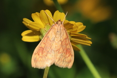Ostrinia