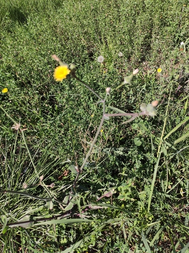 Common Sow-thistle