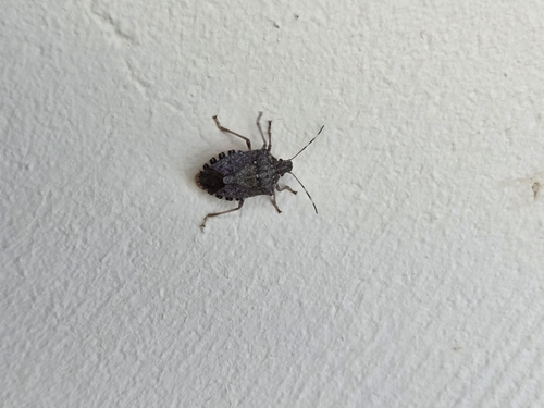 Brown Marmorated Stink Bug