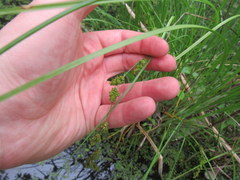 Carex decomposita