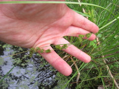 Carex decomposita