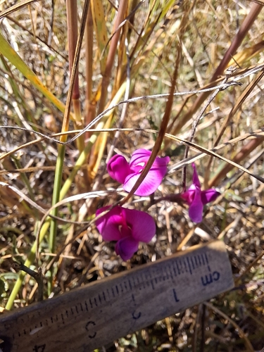 Swainsona sericea, 2026-10-04