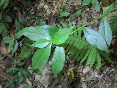 Blumea riparia observed 2026-09-27