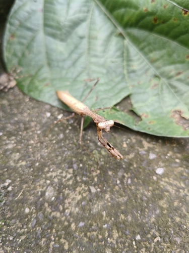 Asian Jumping Mantis