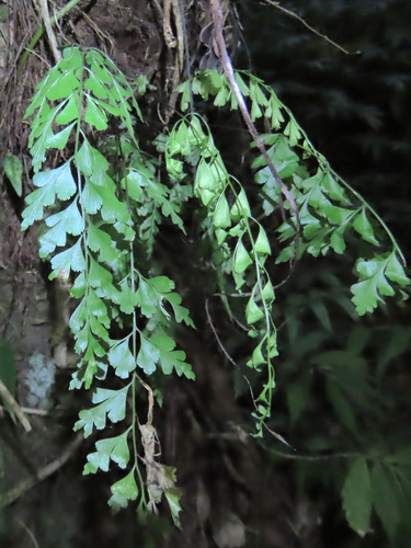 Asplenium pseudolaserpitiifolium observed 2026-09-27