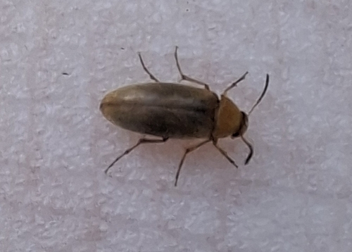 Three-banded False Flower Beetle
