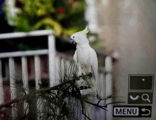 Cacatua sulphurea observed 2026-10-05