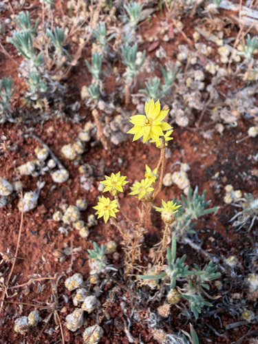 Hyalosperma glutinosum, 2026-10-04