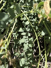Astragalus beckwithii