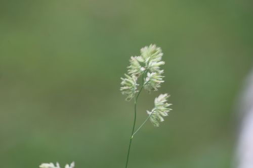 orchard grass