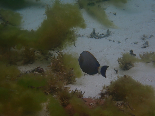 Acanthurus dussumieri observed 2026-10-03