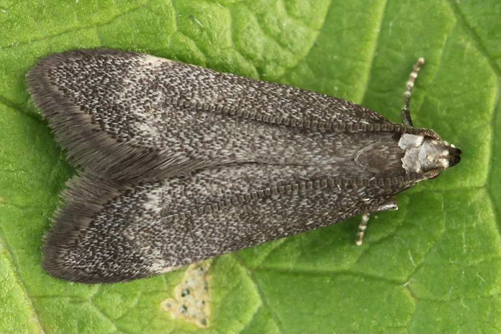 Dichomeris latipennella