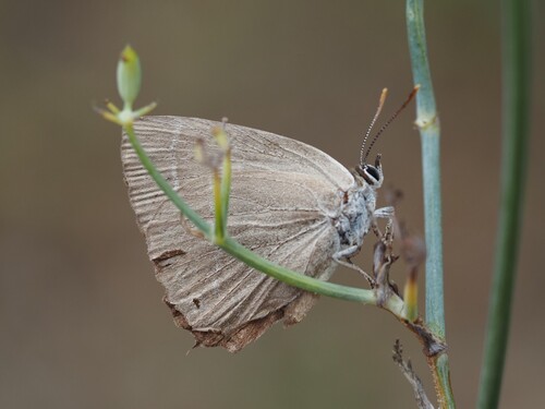 Purple hairstreak
