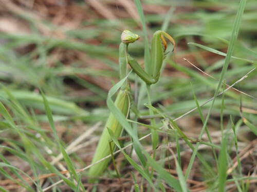 European Mantis
