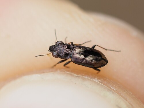 Notiophilus quadripunctatus