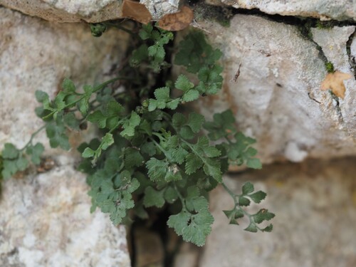 wall-rue